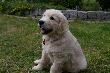 Mable_04.JPG